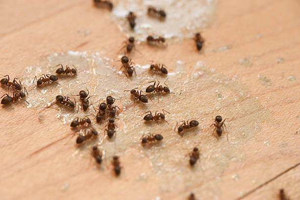 Best Mosquito Control Services  in Hebron, OH