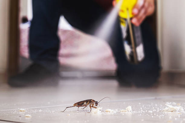 Wasp Removal Services in Hebron, OH